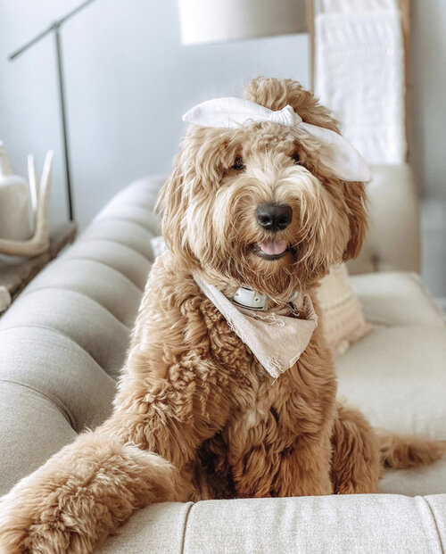 26 Top Images Goldendoodle Puppy Cut Face : How Long For A Shaved Goldendoodle To Grow Hair Back Doodle Tips