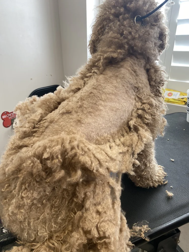 Goldendoodle Teddy Bear Haircut + Grooming Tips — Matthews Legacy Farm