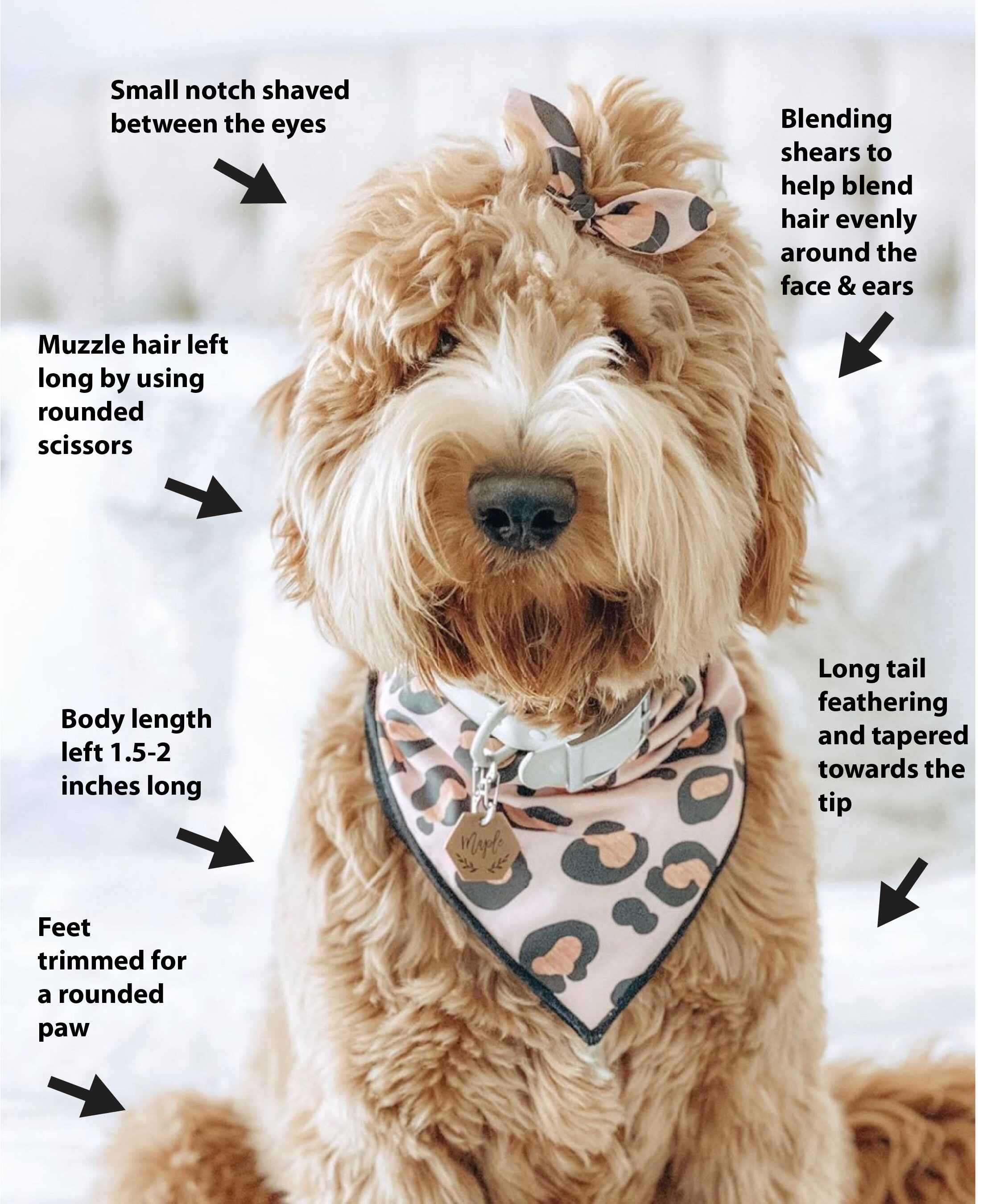 labradoodle haircuts teddy bear