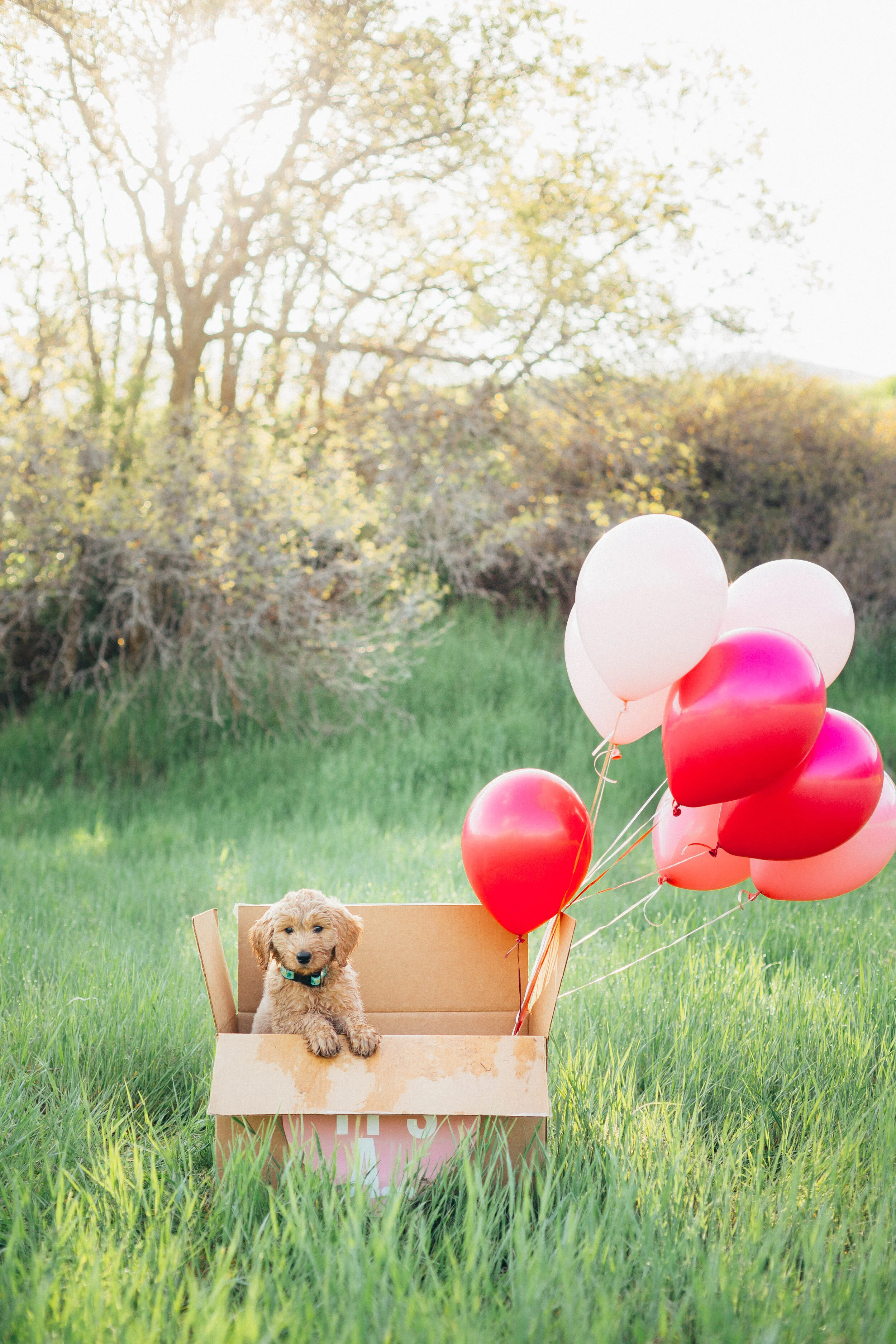 Trendy &amp; Cute Dog Names