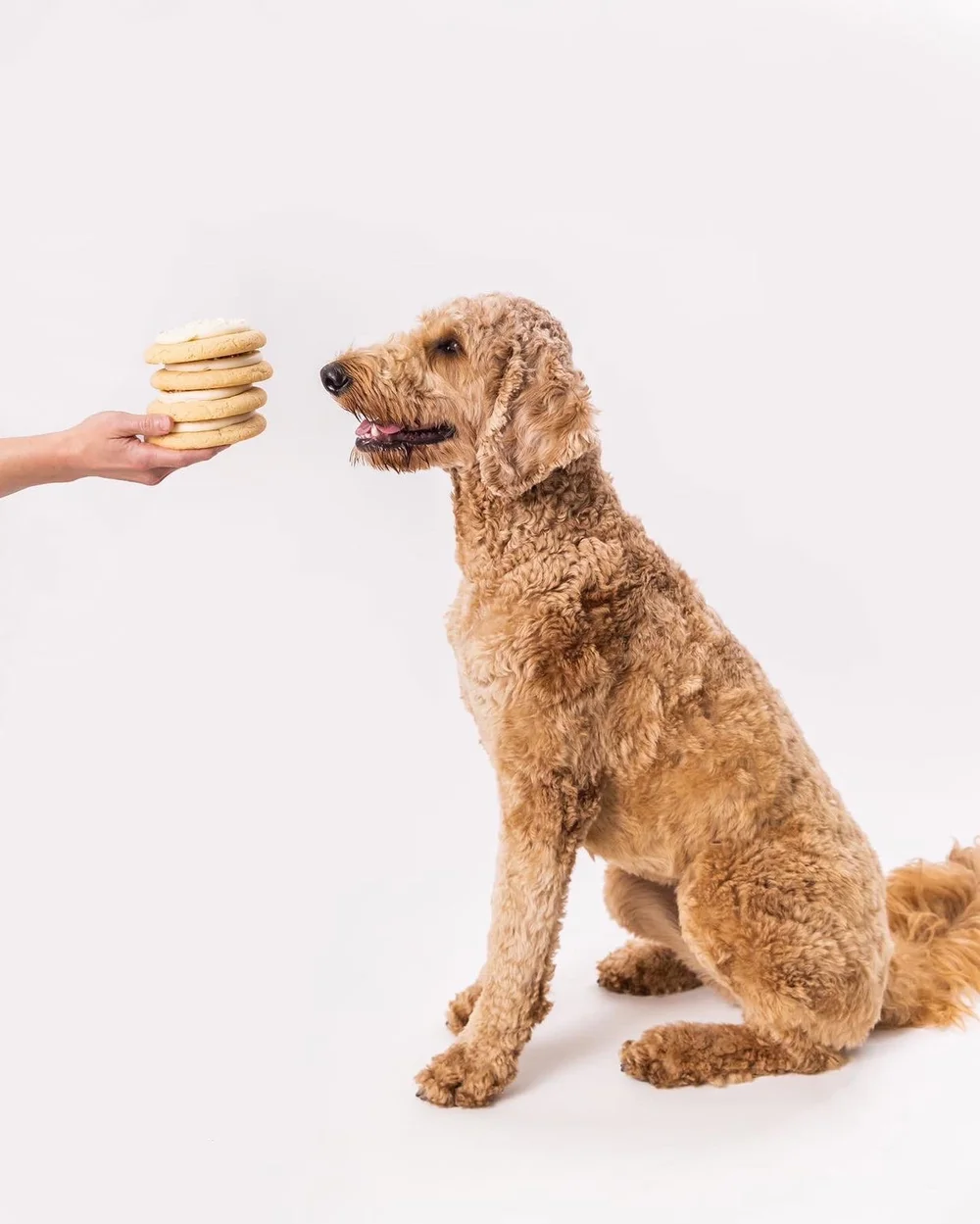 Gift Guide For Dogs Birthday — Dog Blog — Matthews Legacy Farm