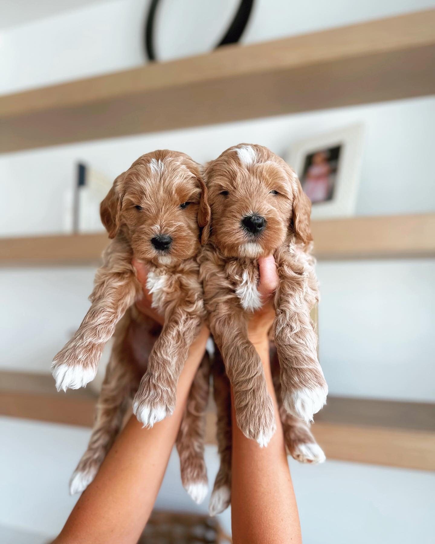 Our Spring Time litter turns 5 weeks old today 🌸 They are at our favorite age&mdash; chunky, curious, adorable, and personalities starting to shine ✨ 

#goldendoodle #puppy #puppies #doodles #utah #breeder #dogbreeder #doodlesofinstagram #doodlesoft