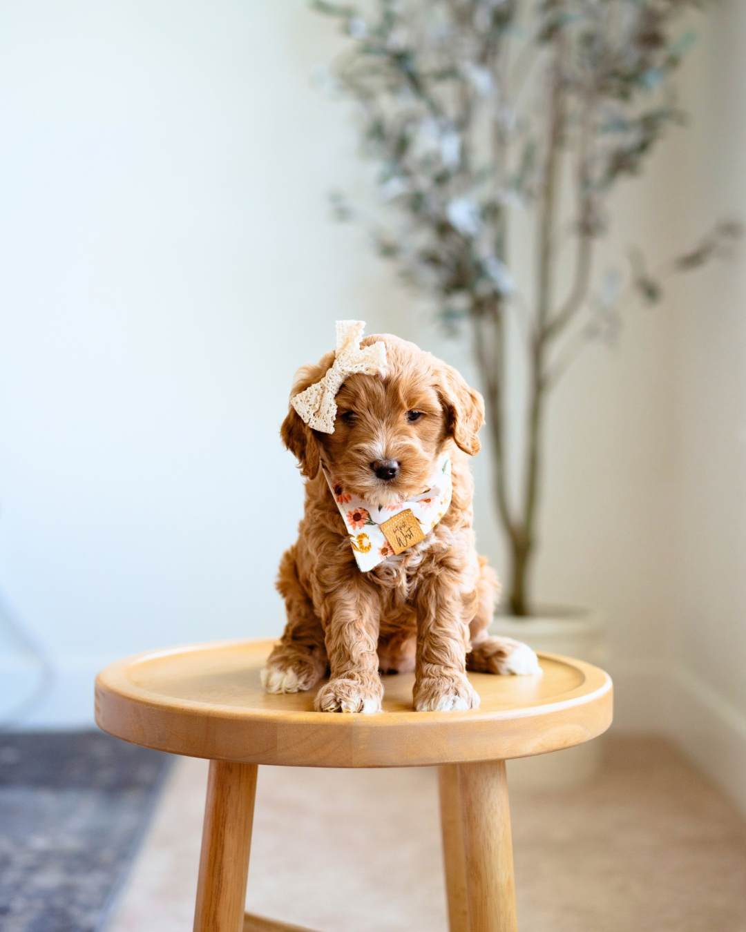 Preparing for Paws: Your Essential Puppy-Proofing Guide
