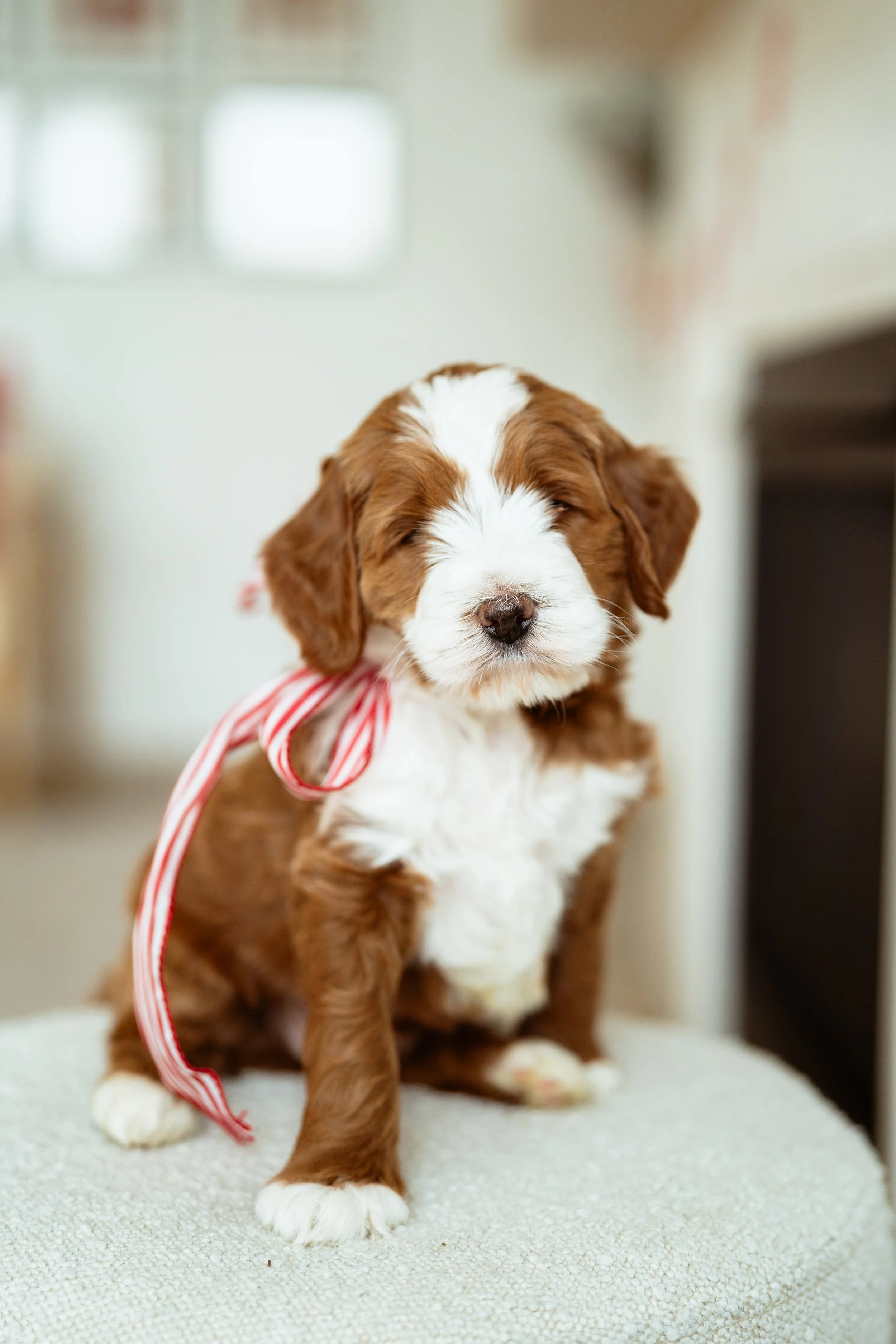 Goldendoodle Coat Guide