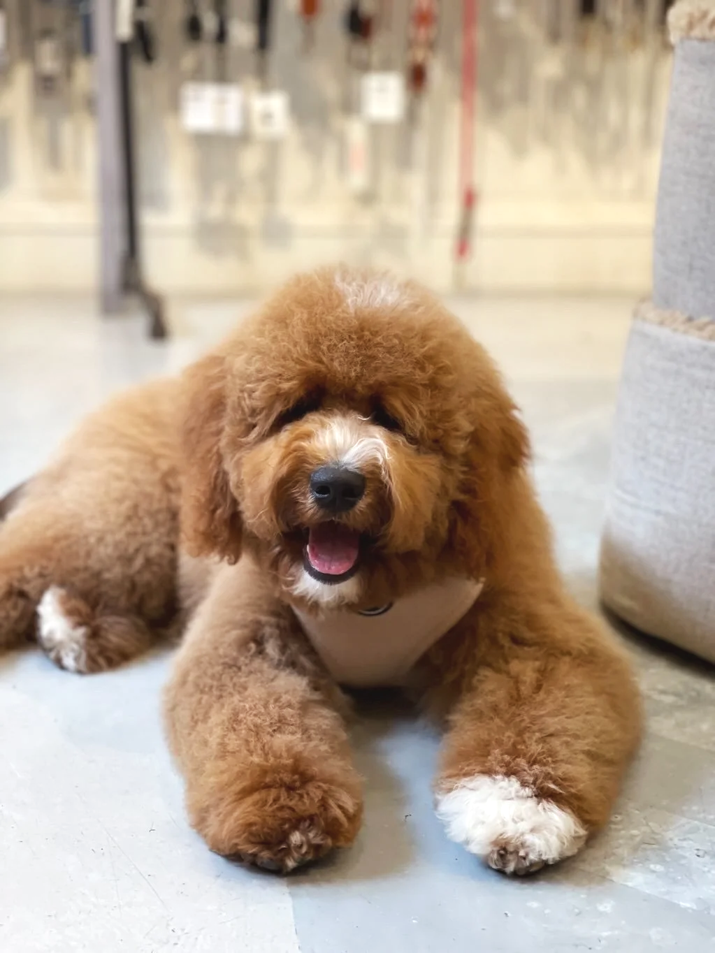 Are You Feeding Your Goldendoodle Wrong?