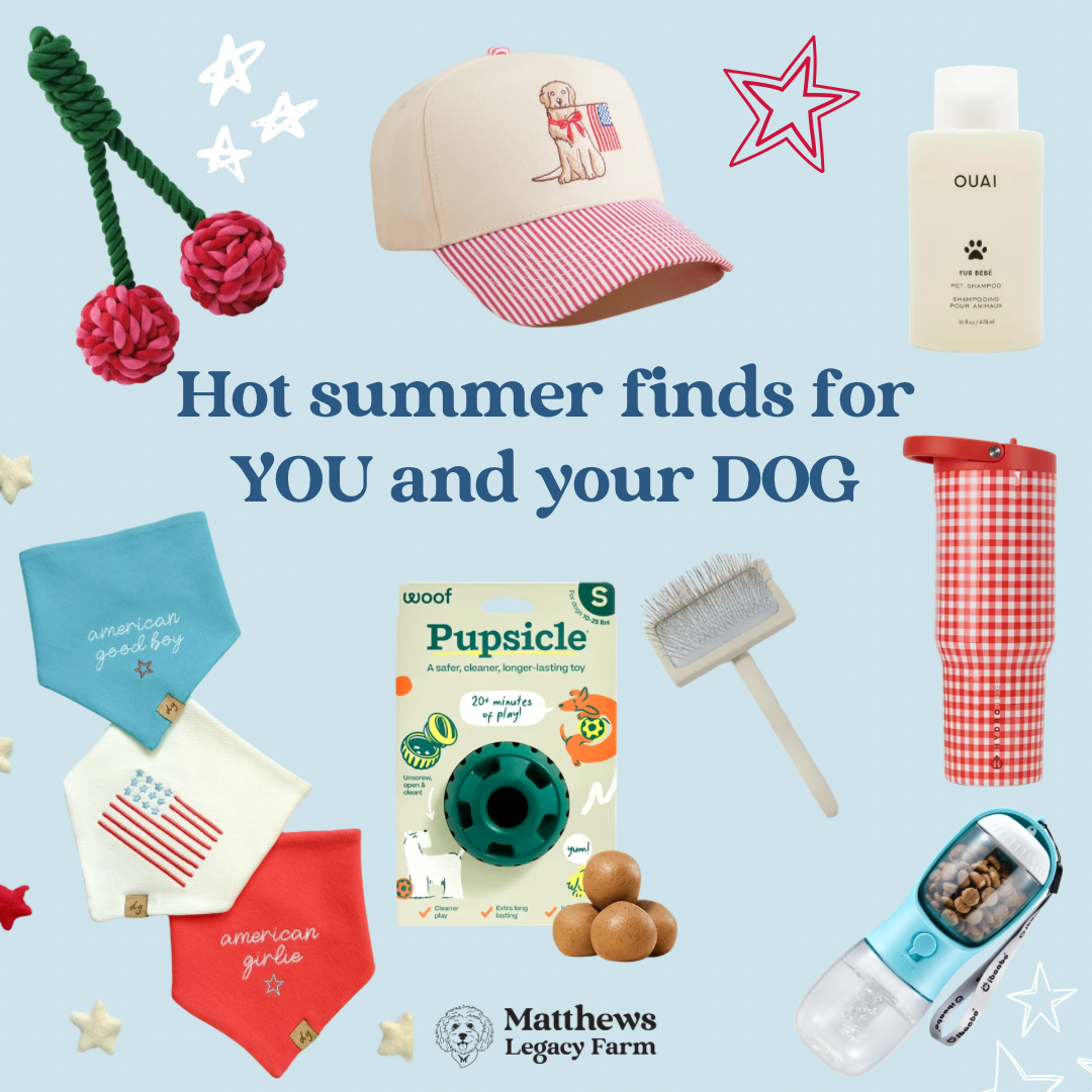 Summer Finds for You and Your Dog (Mostly Your Dog)