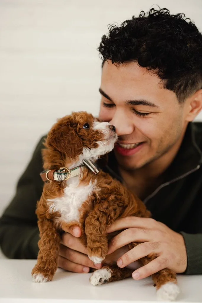 Tips For Surviving The Puppy Teething Stage Matthews Legacy Farm tips-for-surviving-the-puppy-teething-stage-matthews-legacy-farm