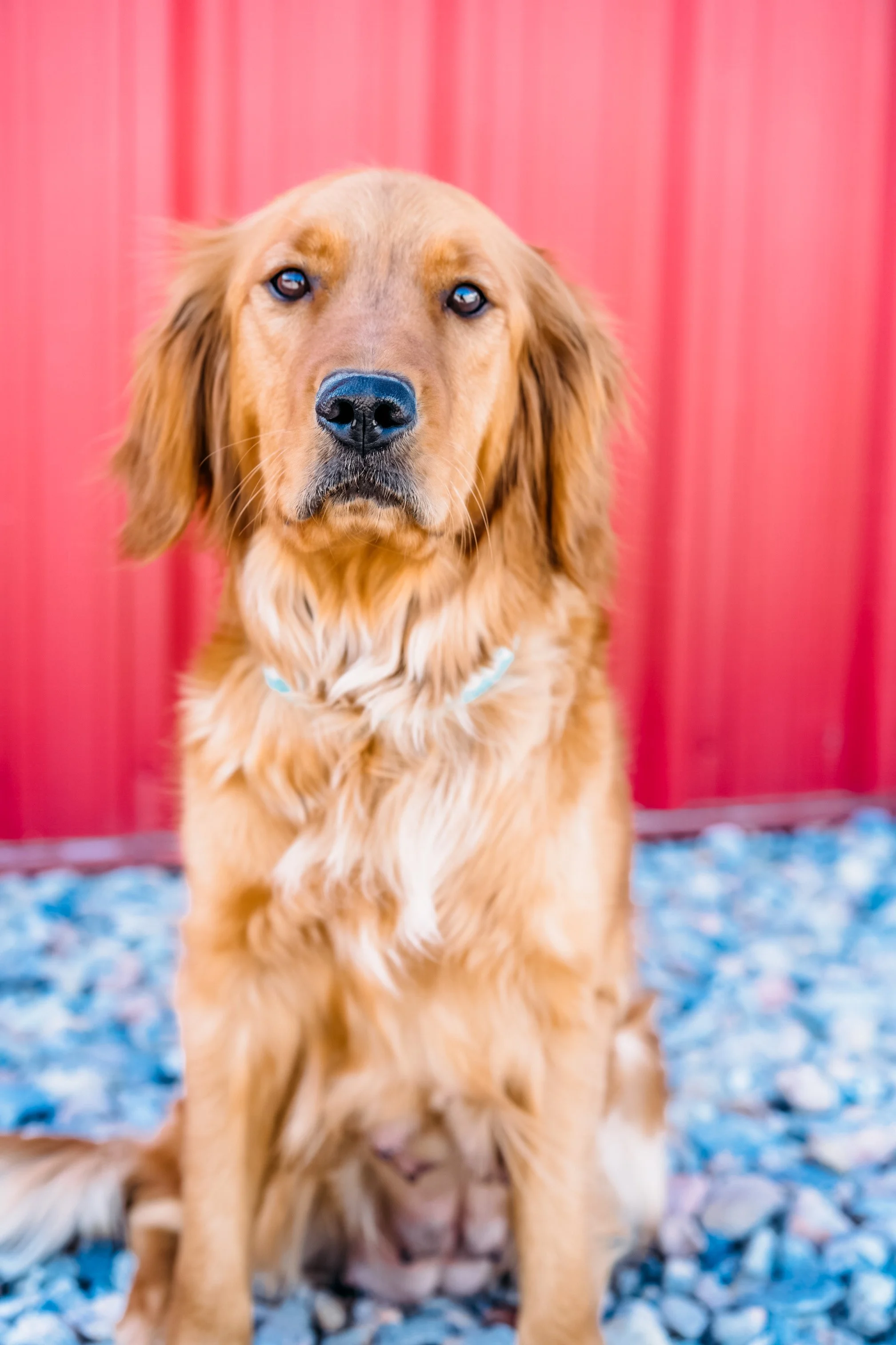 Standard Goldendoodles — Matthews Legacy Farm