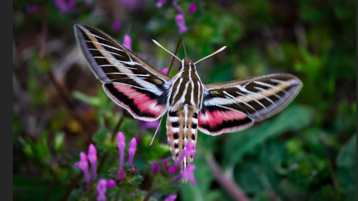 hummingbird moth.png