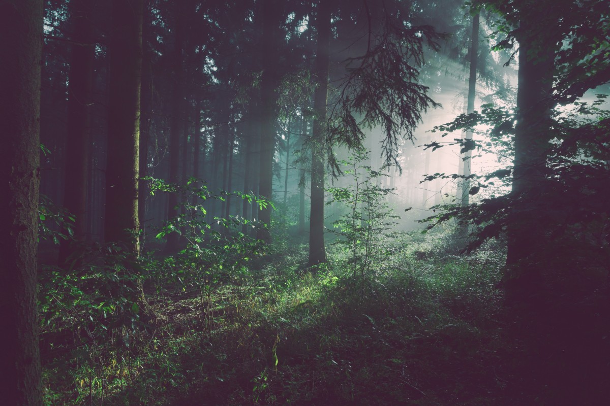 FOGGY- FOREST - SAME THEME.jpg