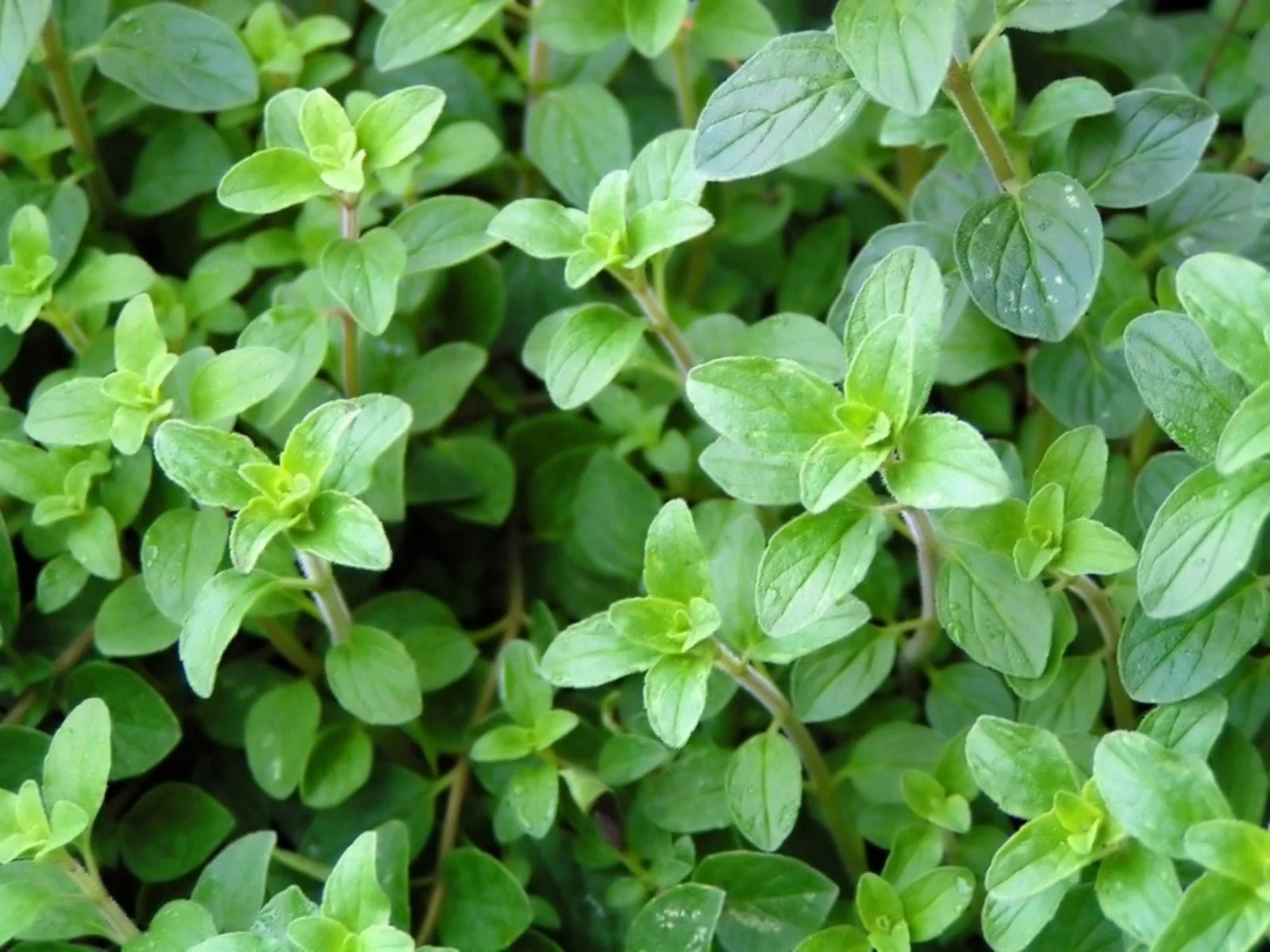 Greek Oregano – Topi Hill Organics