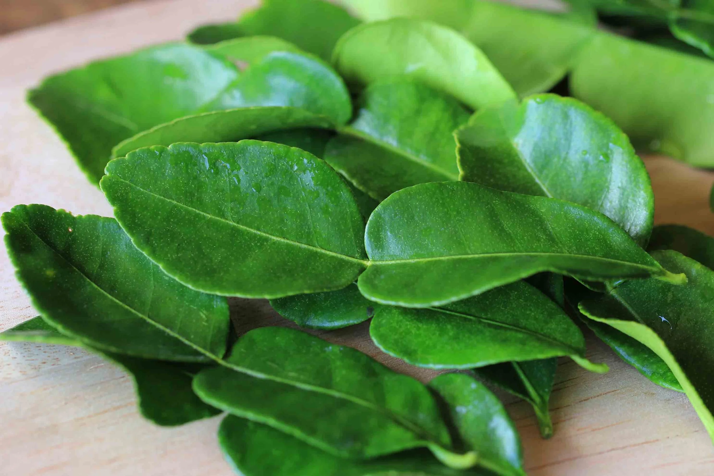 Kaffir Lime Leaves – Topi Open Range Farm