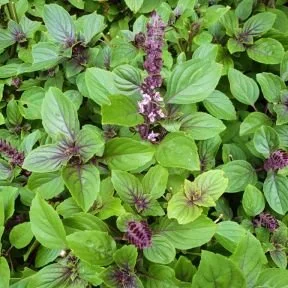 thaibasil.jpg