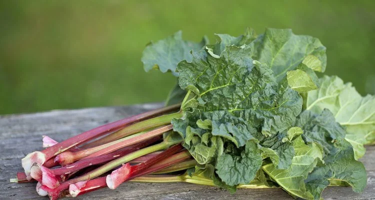Rhubarb – Topi Hill Organics