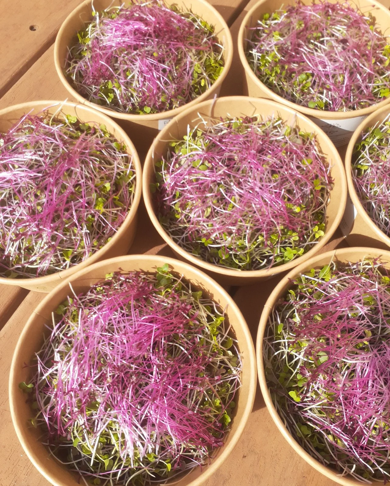 Petal and Sprout Asian Mix.JPG