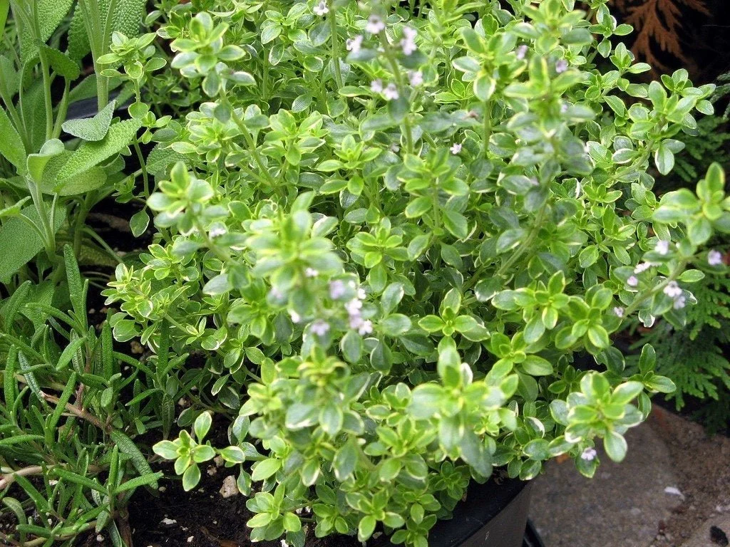 Lemon Thyme.jpg