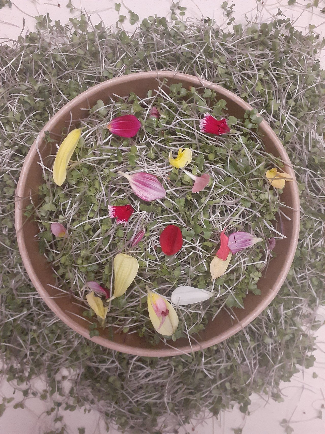 Petal and Sprout 3.JPG