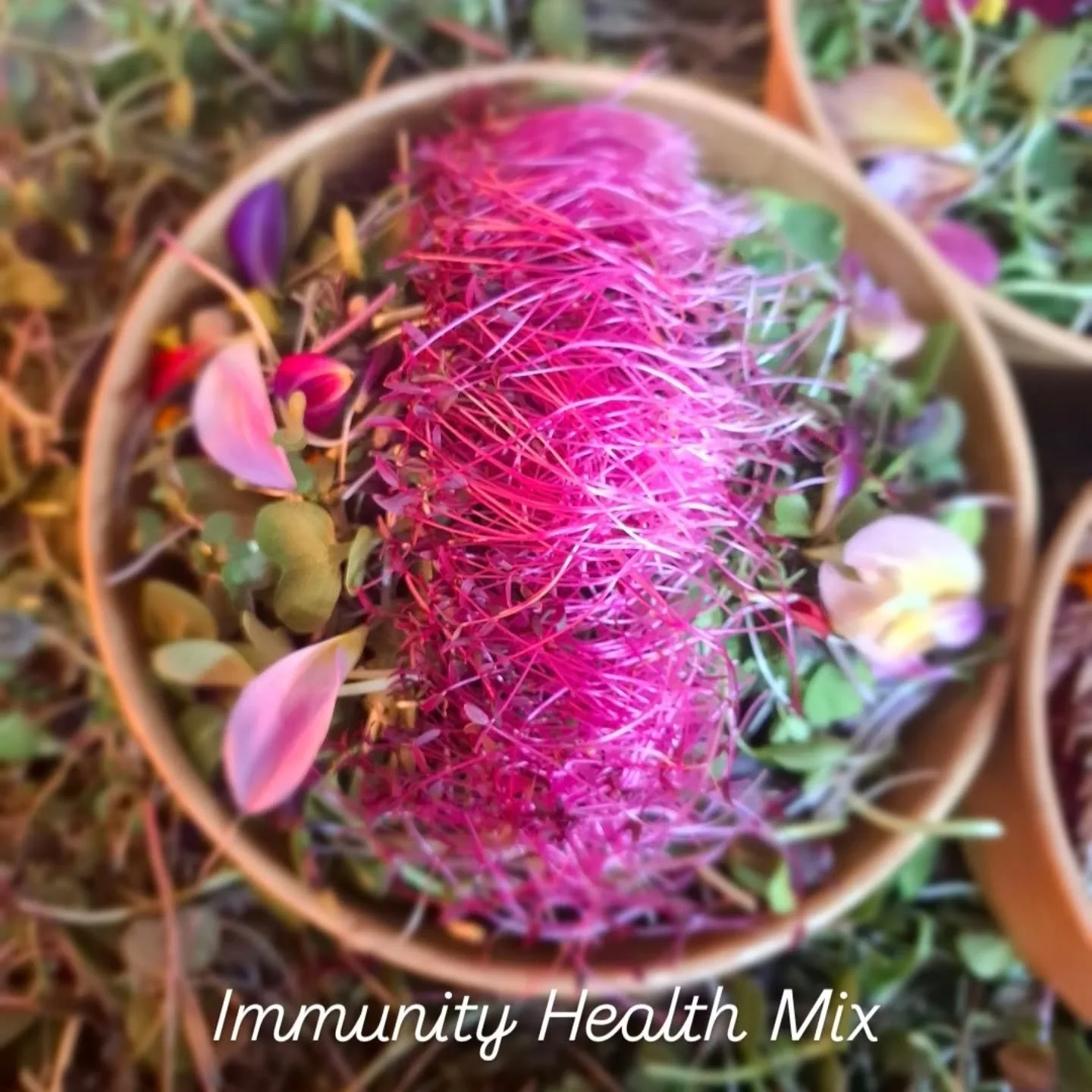 Immunity Mix – Petal and Sprout Farm
