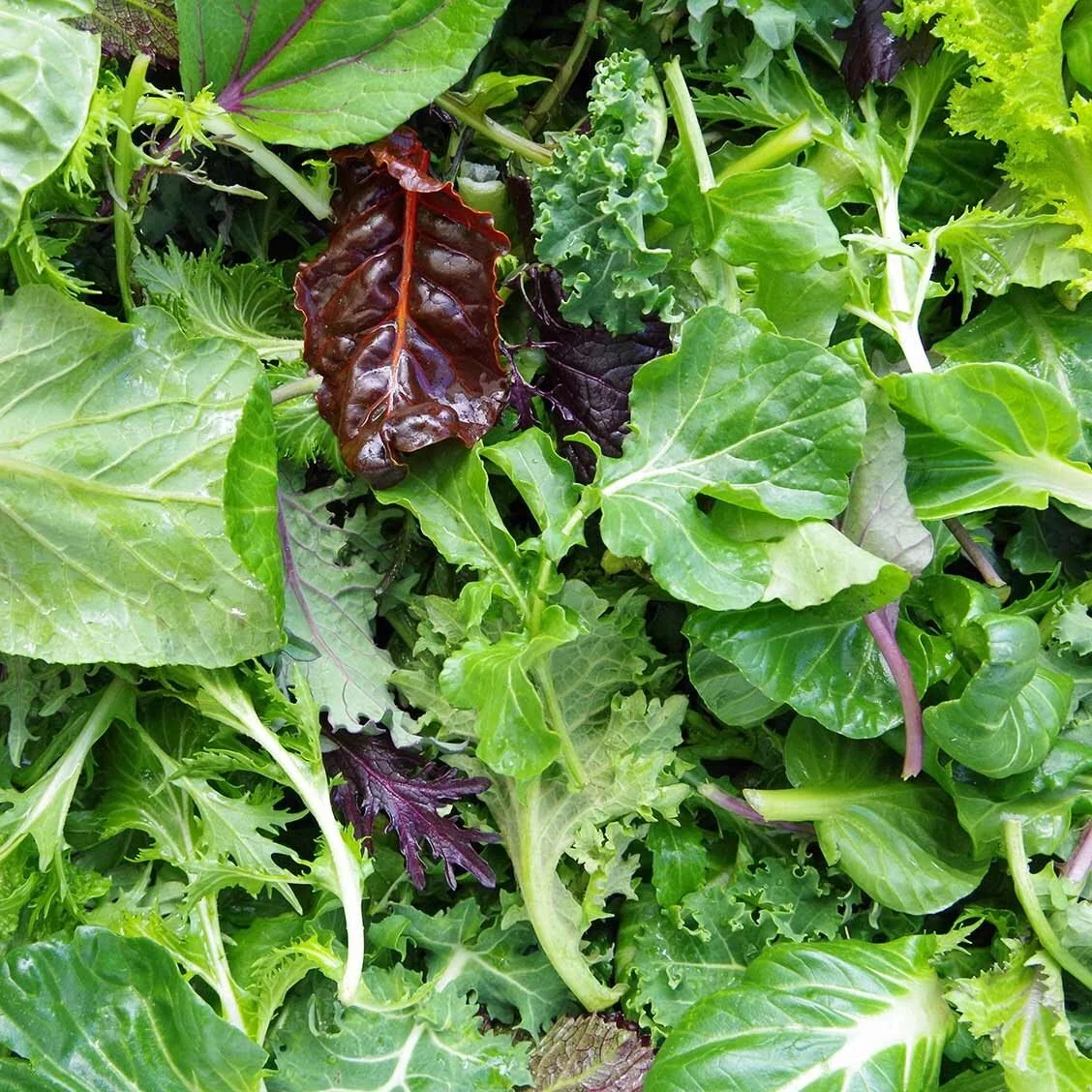 mixed lettuce leaves.jpg
