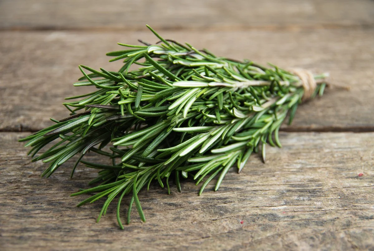 Rosemary – Topi Hill Organics