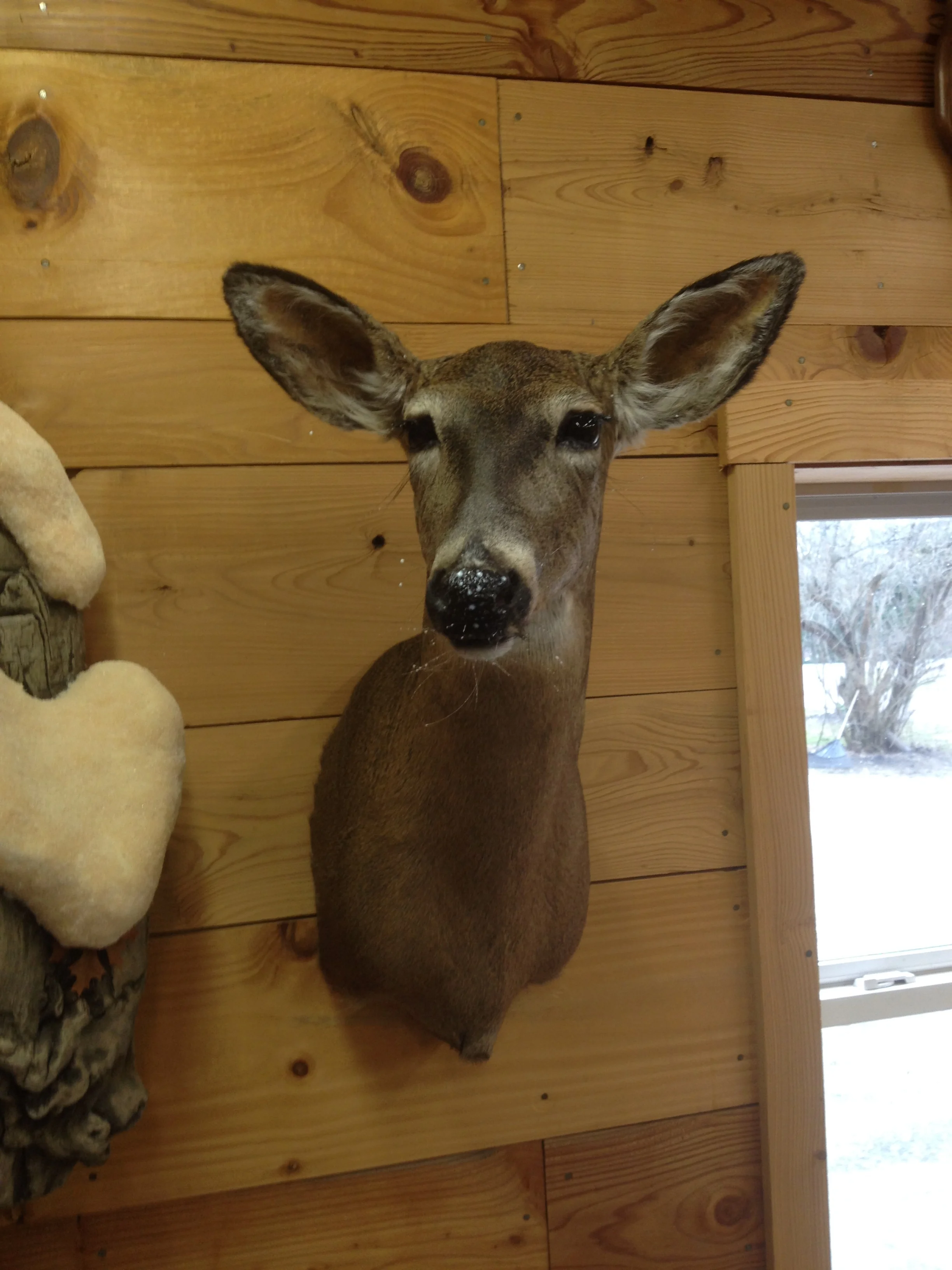 Whitetail Doe