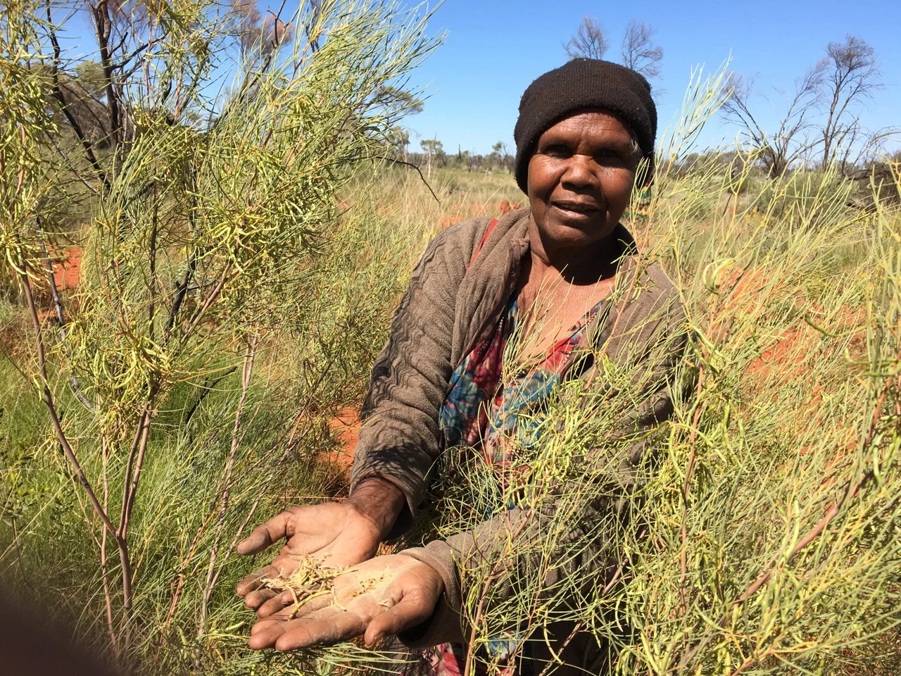 Colleen Ngwarraye Morton collecting bush medicine. Photo: Lara Damiani.