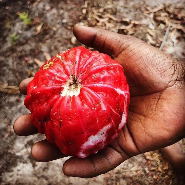 Wild red apple, Maningrida. Photo: Bábbarra Designs.