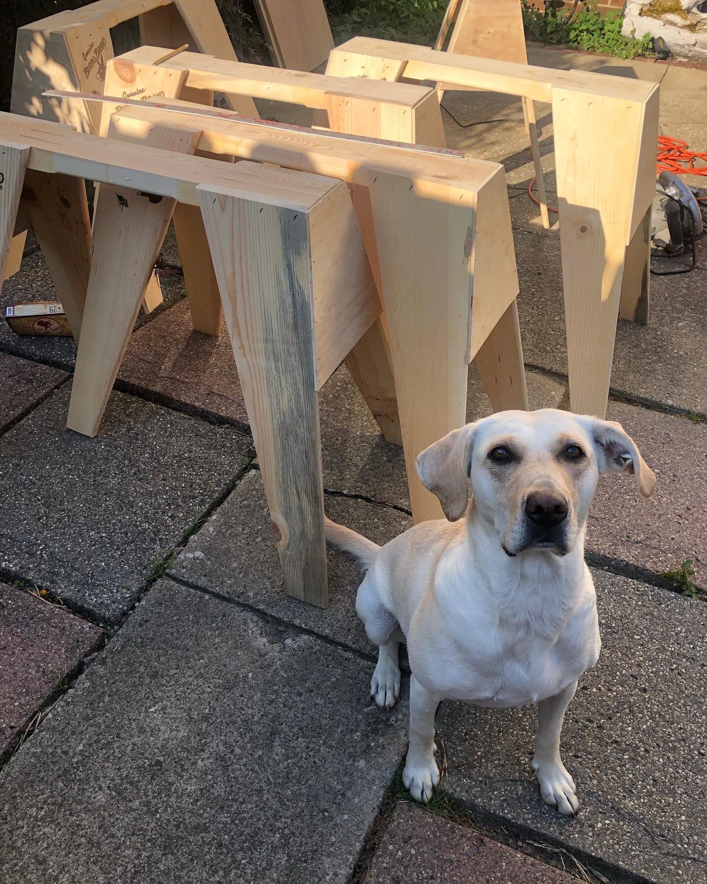 The progression of some new feature building. #dogboss approved! 
Huge thanks to @cognition_coaching for the design-@tpn1190 for the build assist and Stella for the supervision and taste testing! #labsofinstagram #sendit #wood #dropitlikeitshot #tran