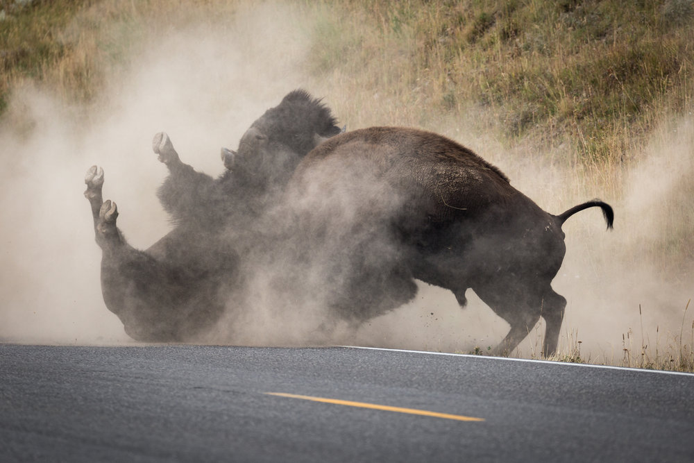 Bison Street Fight.jpg