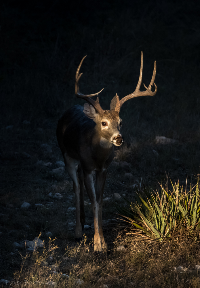Deer Sunspot-1.jpg