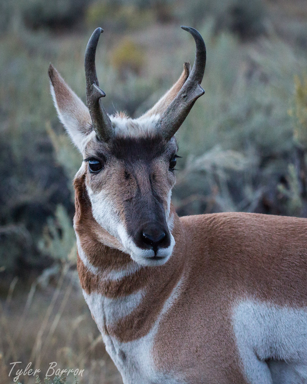 Antelope Portrait.jpg