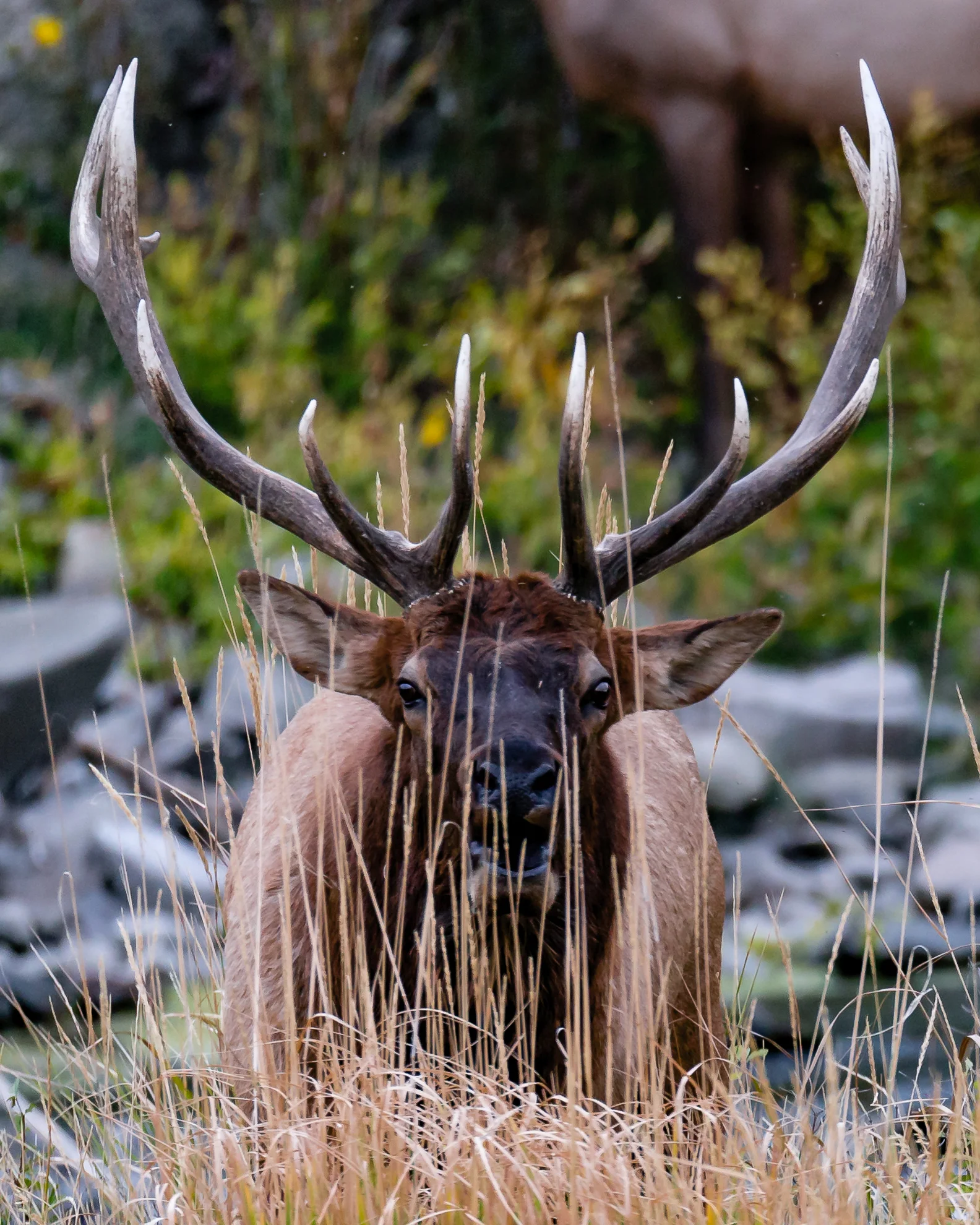 Bugling through the Grass.jpg