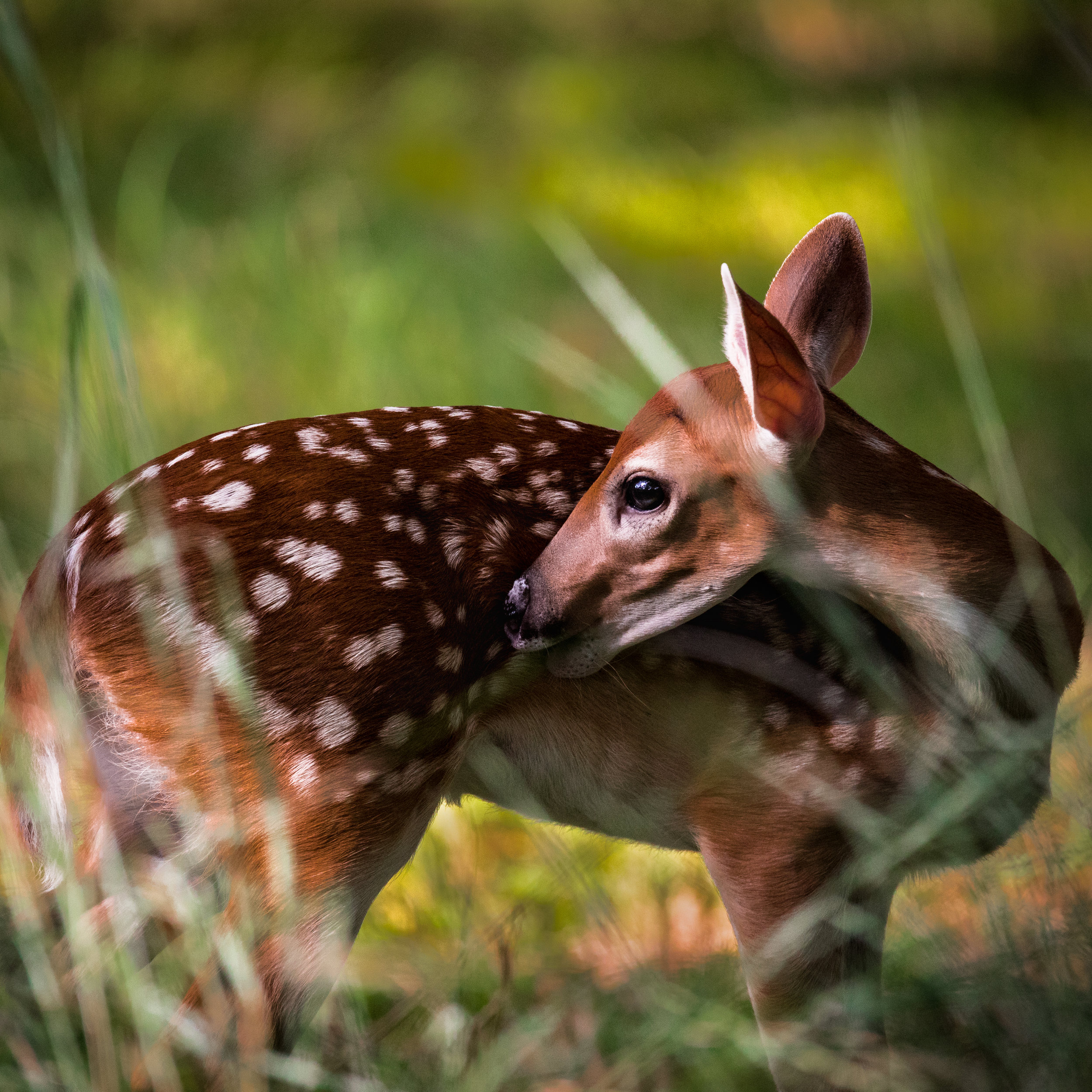 Whitetail Fawn 