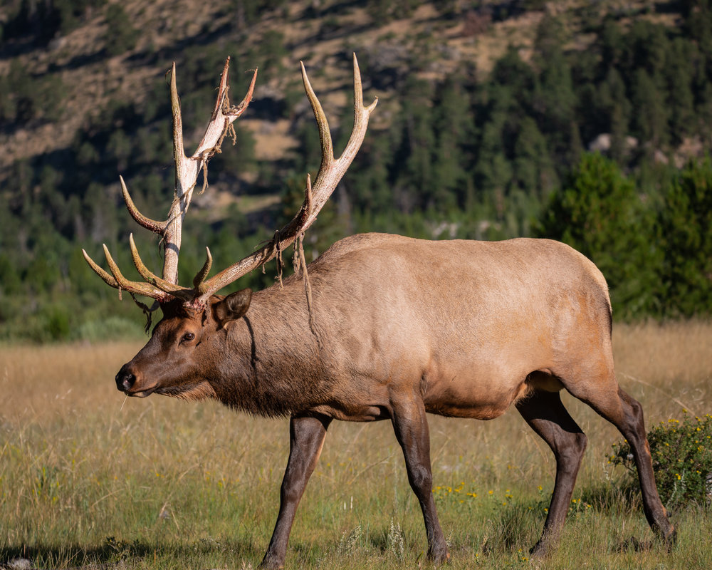 Big Rocky Mountain Bull.jpg