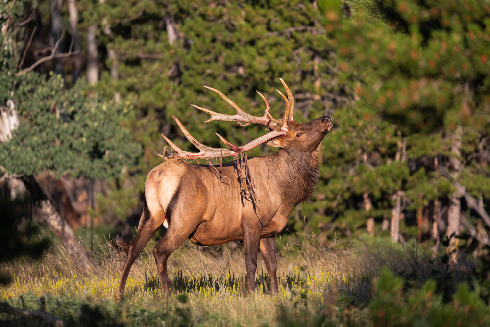 Shedding Velvet at Sunrise