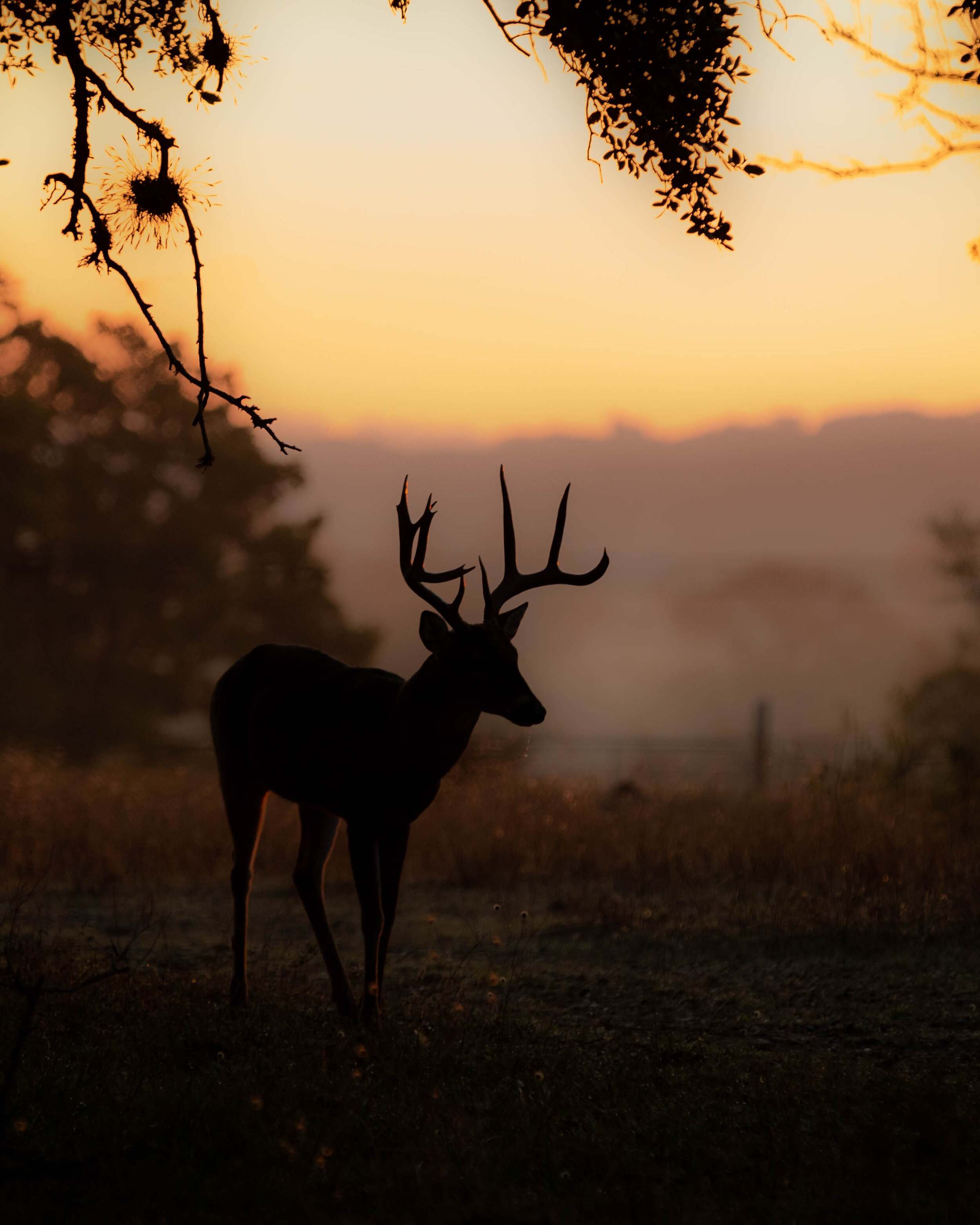 Sunrise Buck