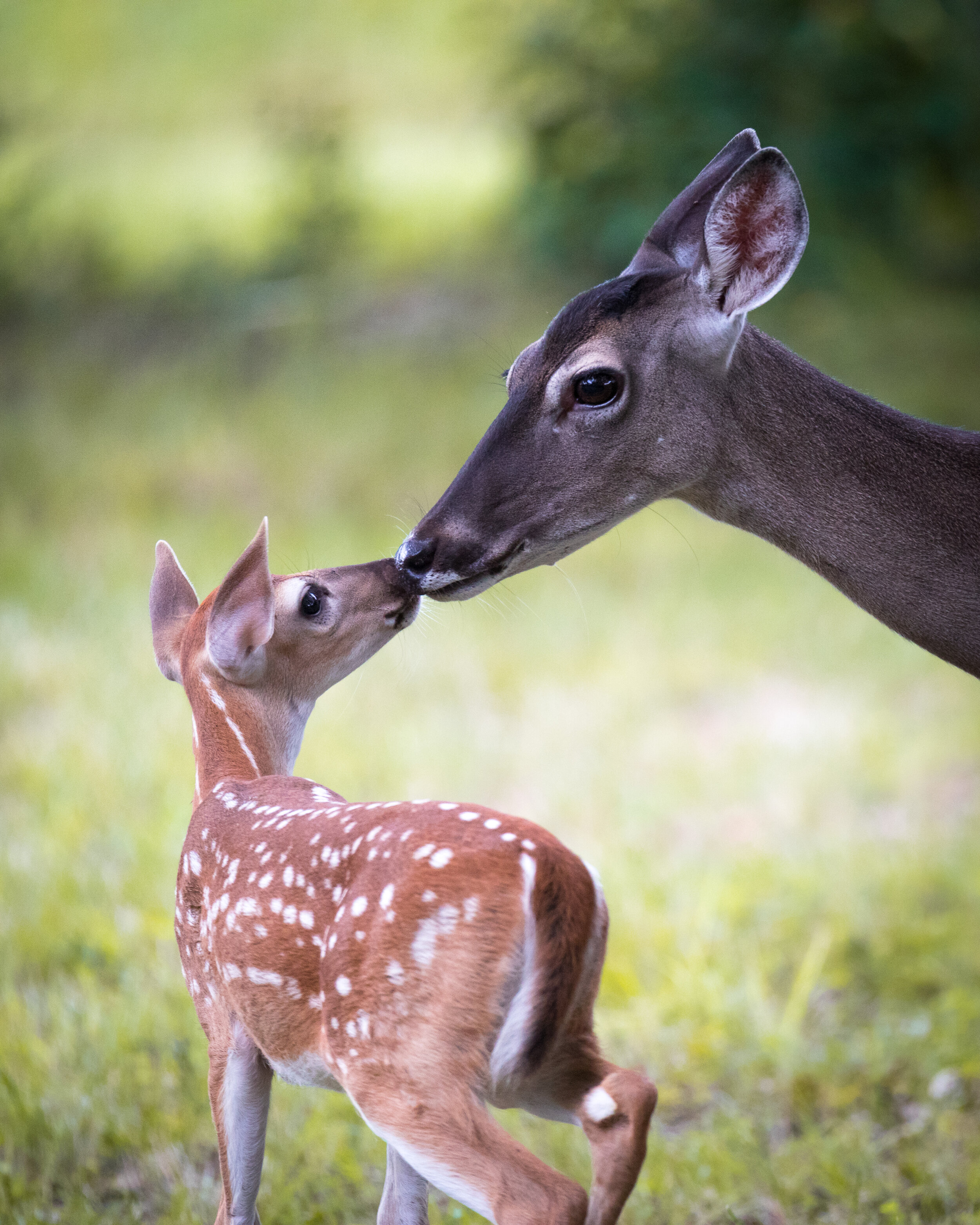 Doe &amp; Fawn 