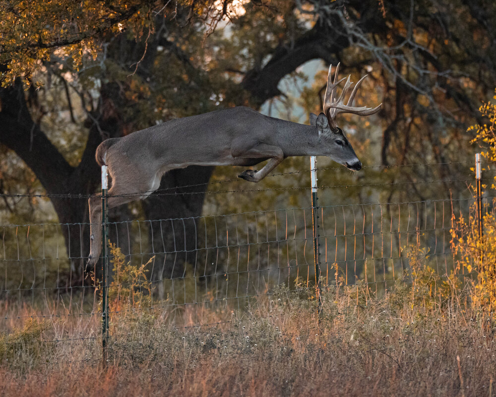 Airborne Buck