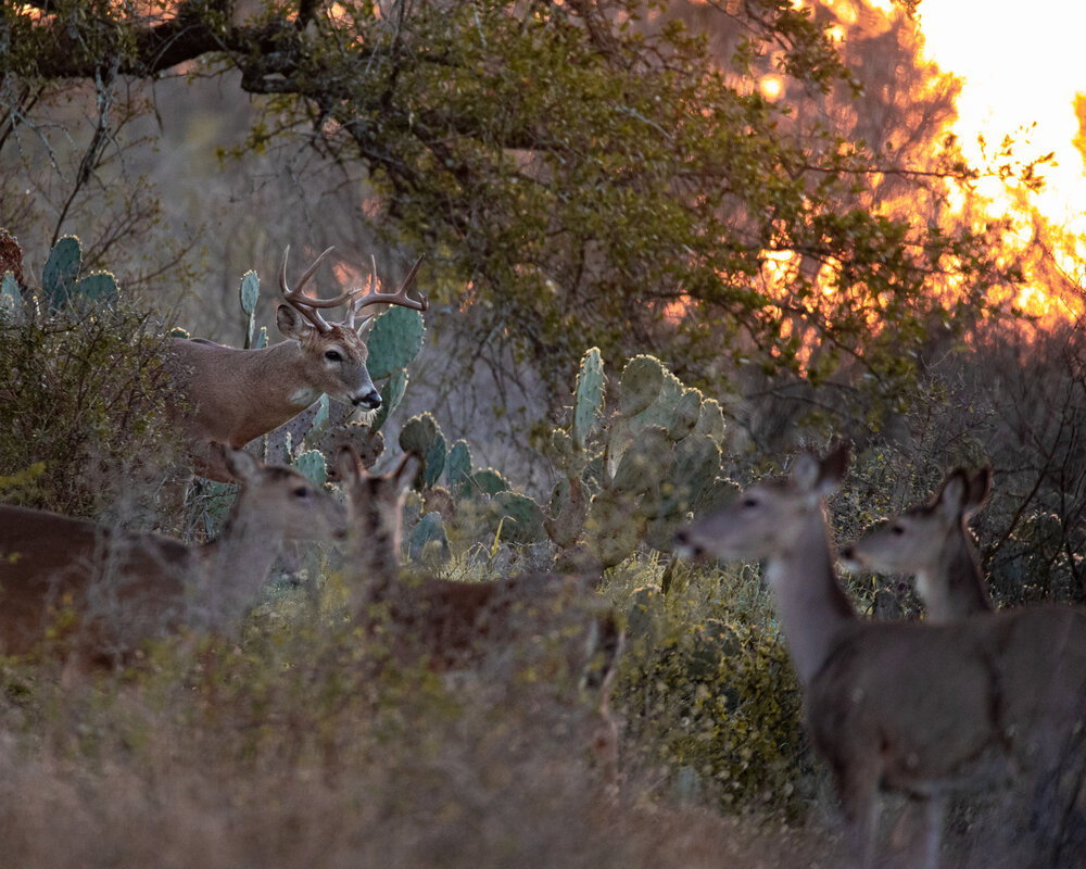 Sunrise Buck & Does.jpg