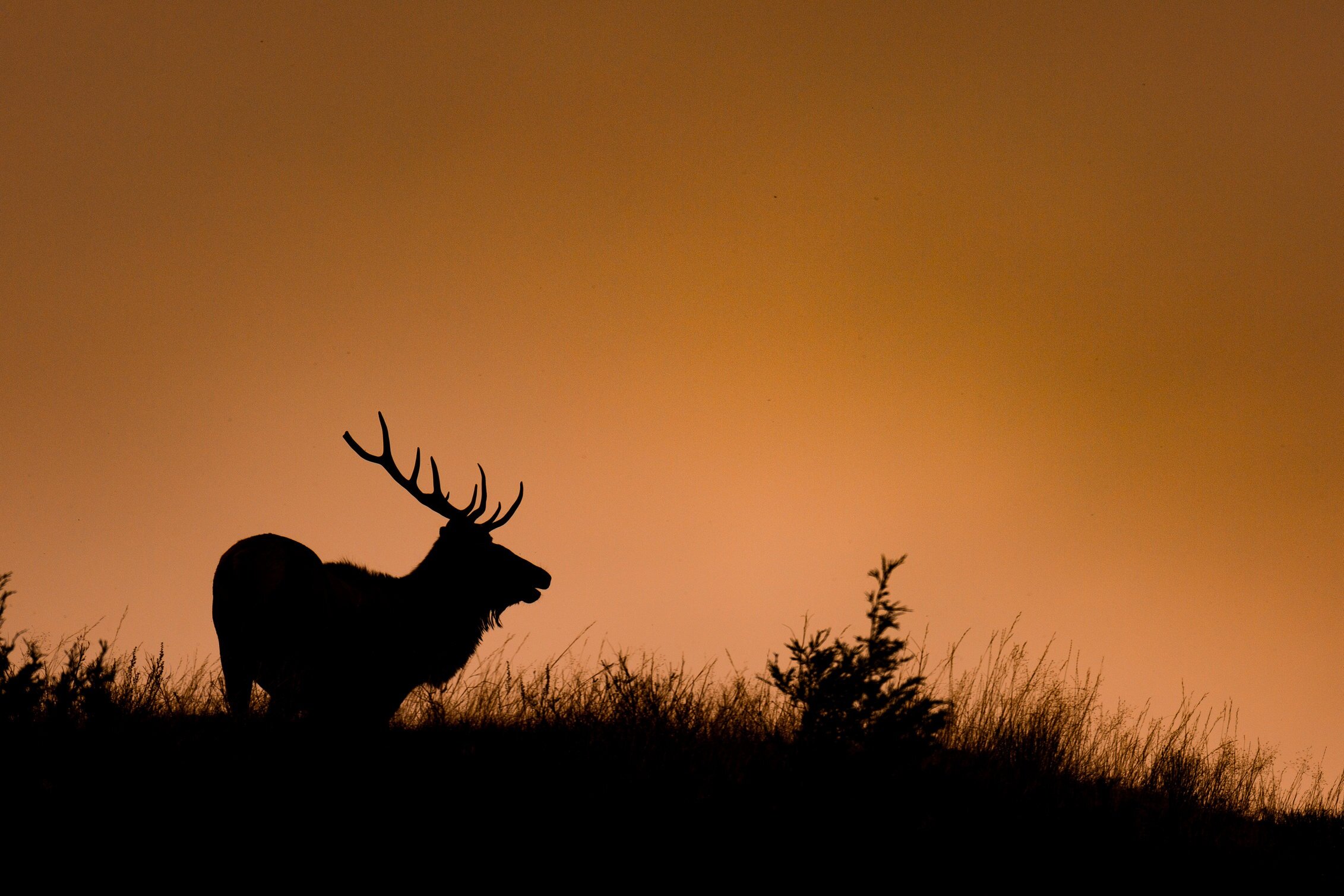 Elk Silhouette.jpg