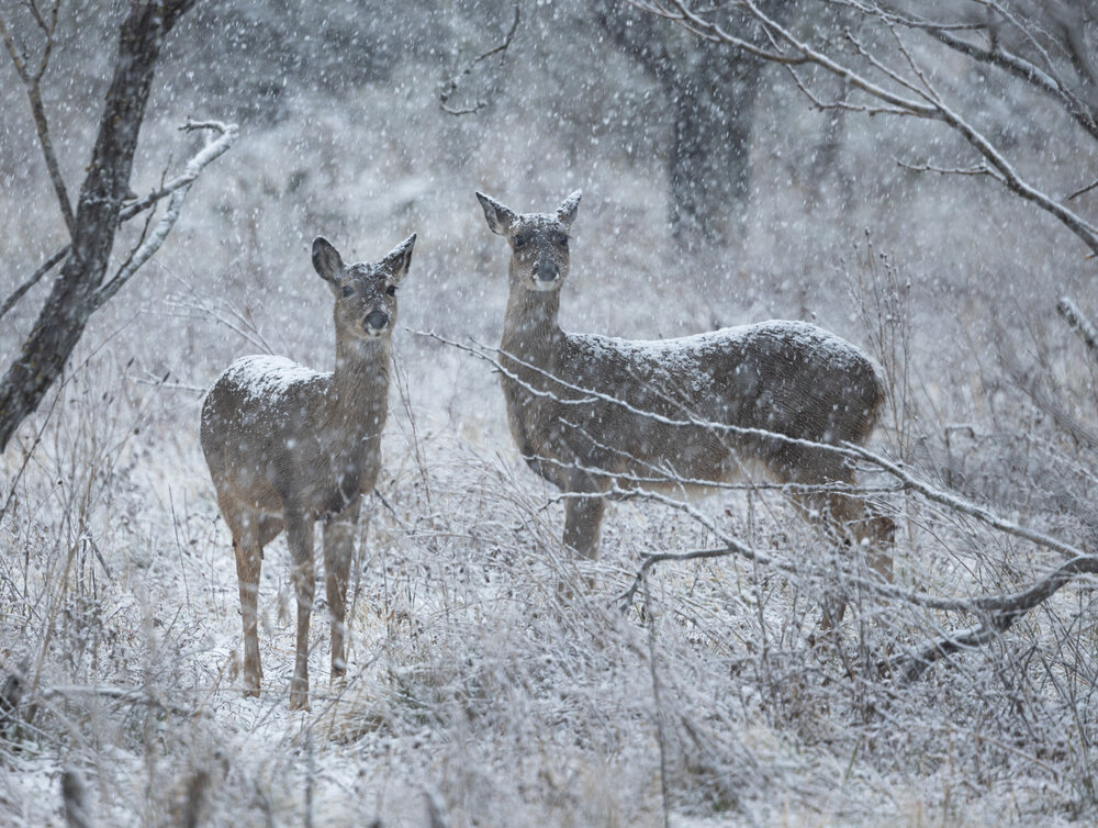 Deer in the Snowstorm