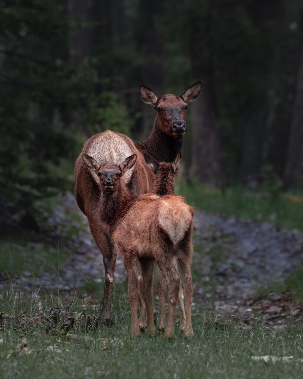 Elk Calves and Cow