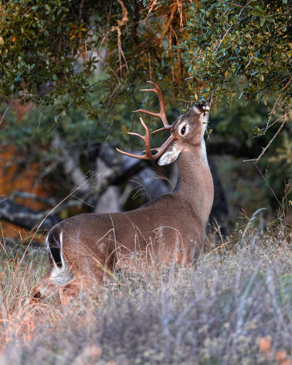  A nice buck working a scrape in the Texas Hill Country during the fall.  