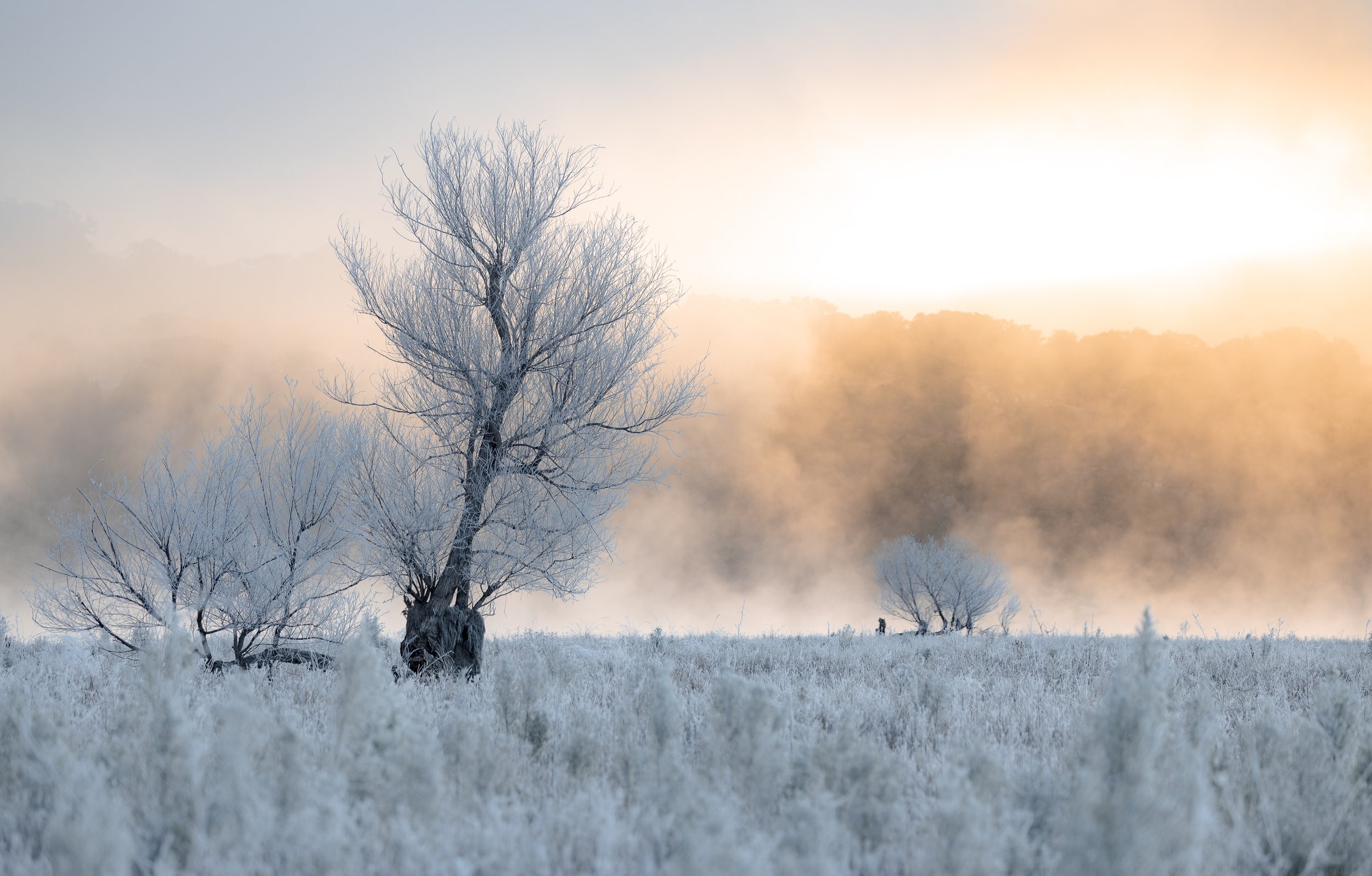 Mist and Frost.jpg