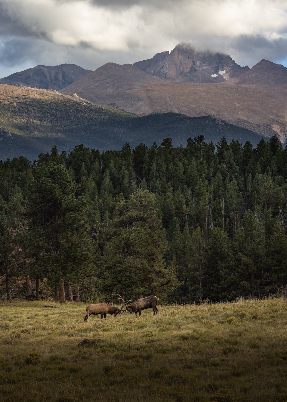 Rocky Mountain Elk Battle
