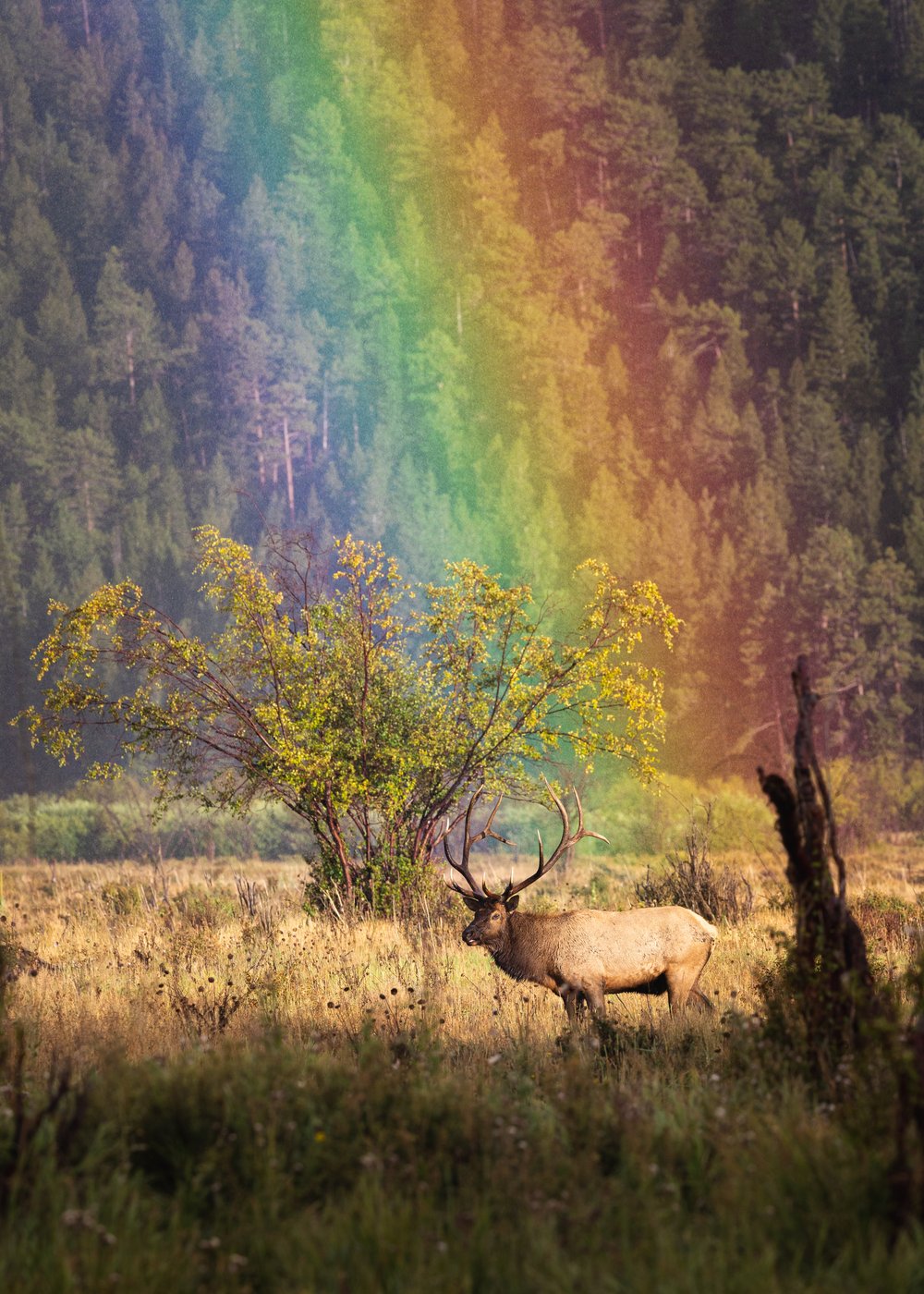 Bull Elk Under a Rainbow