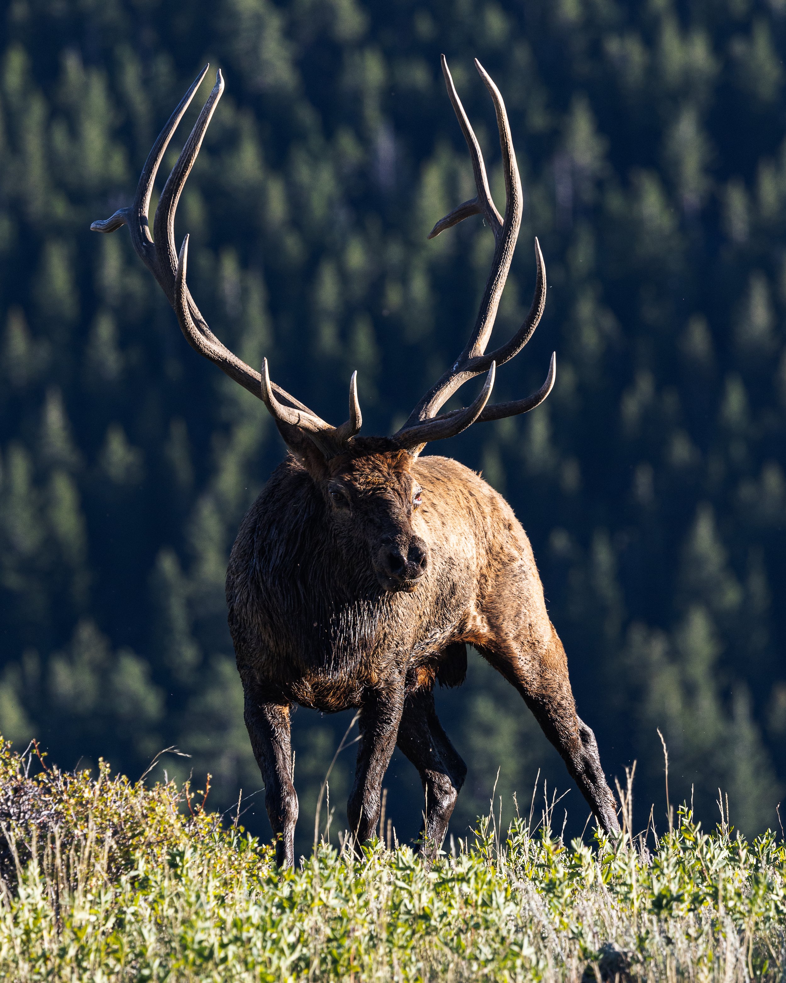 Bull Elk Sun