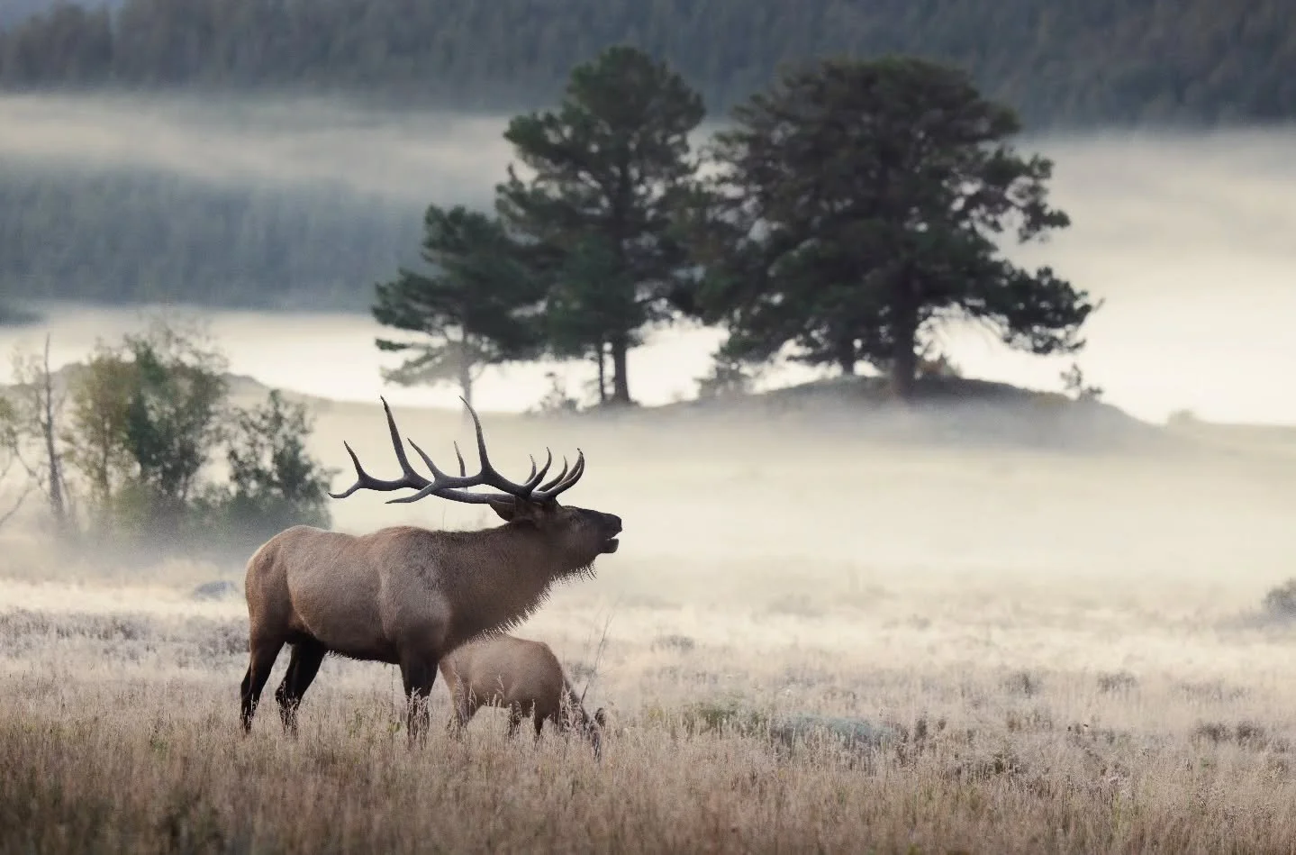 Does it get any better than foggy morning bugles? 
.
.
.
.
#elk #rockymountains #rmef_official