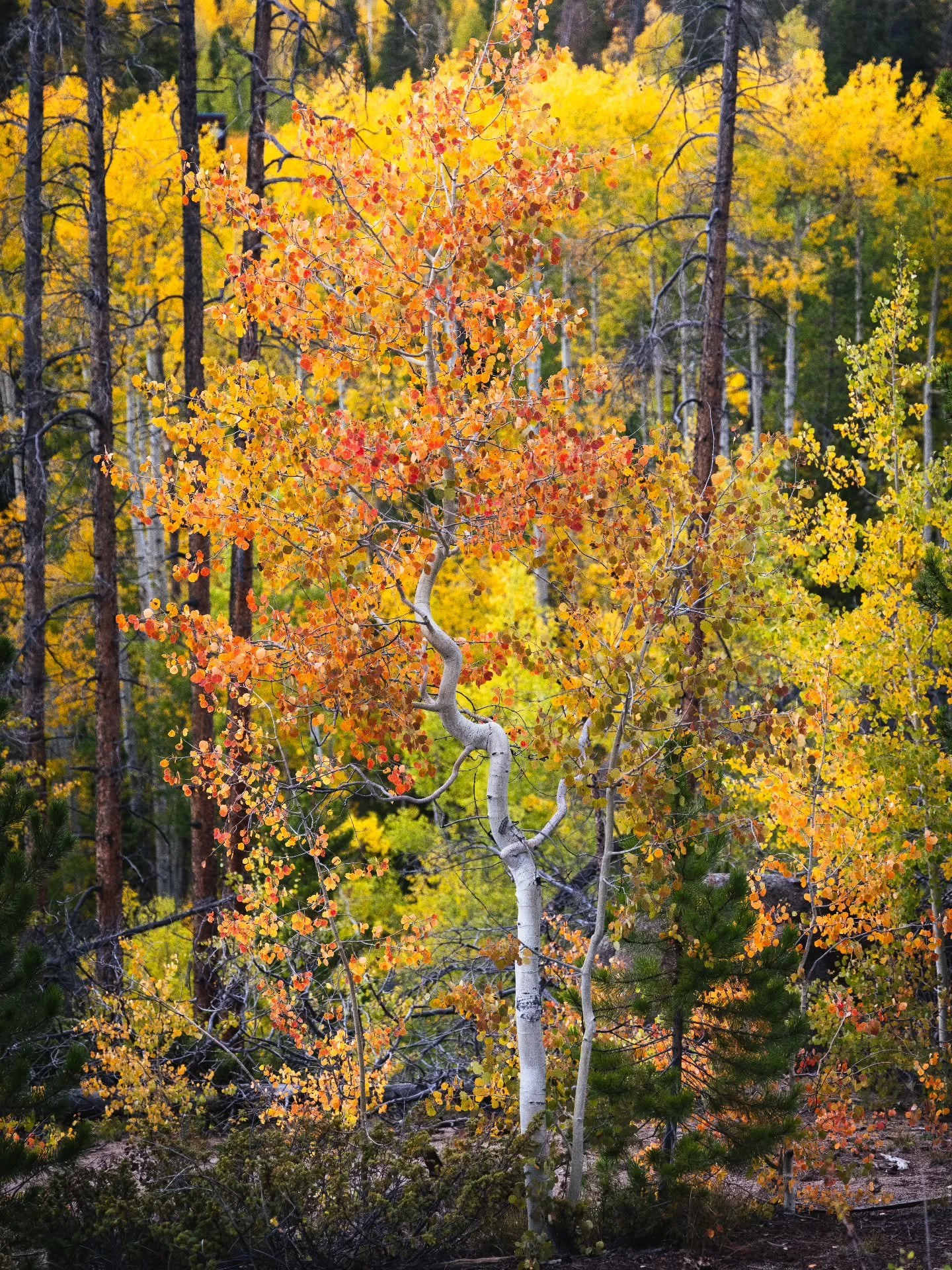 Well, it's officially the first day of Fall. It felt like it in Colorado, but down here in Texas... not so much. 
.
.
.
.
#fall #autumn #aspen #leafpeeping