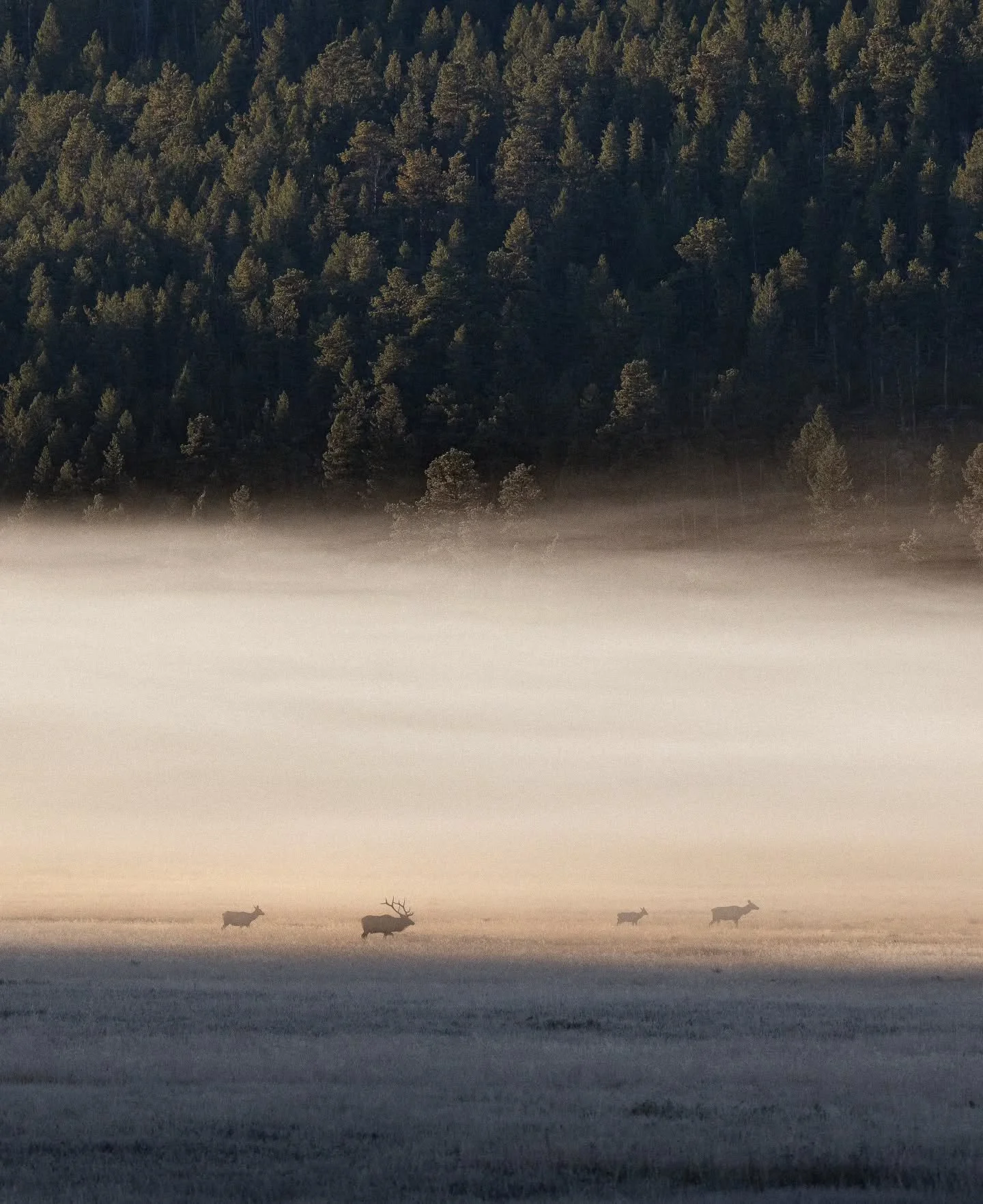 Layers of fog, distant bulls, and the sound of bugles. 
.
.
.
.
#elk #rockymountains #nationalparkgeek #nationalpark